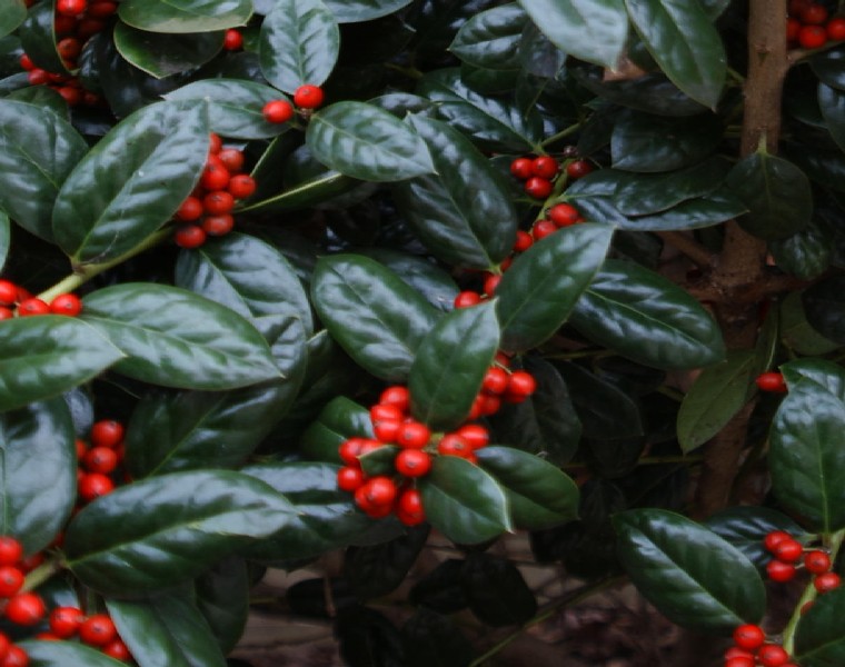 Normal holly tree