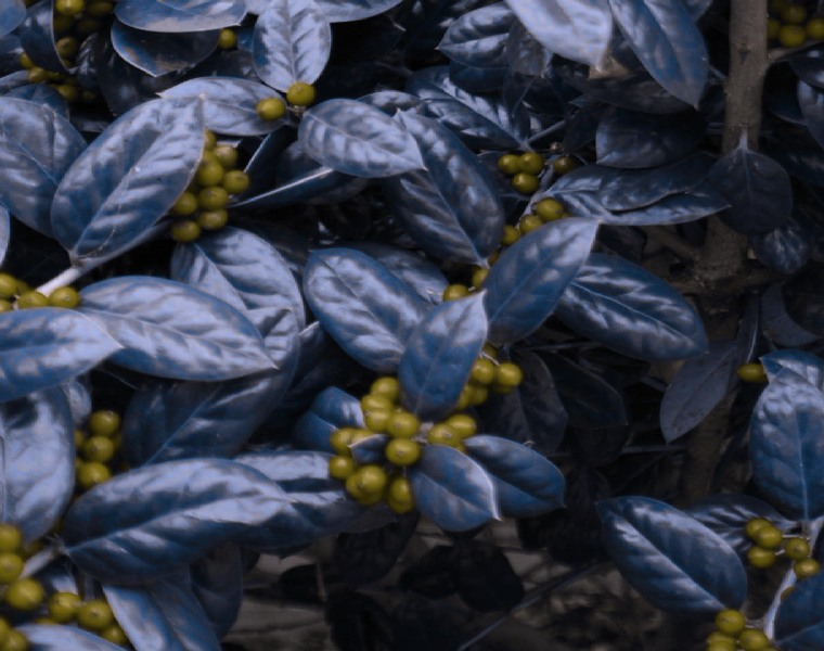 Recolored holly tree