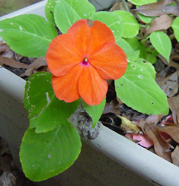 Normal impatiens 