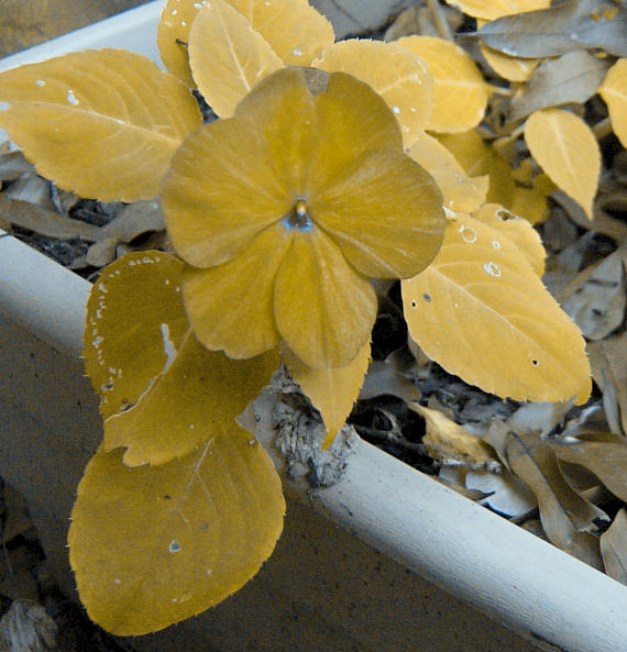 Deuteranopic impatiens