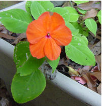 Impatiens